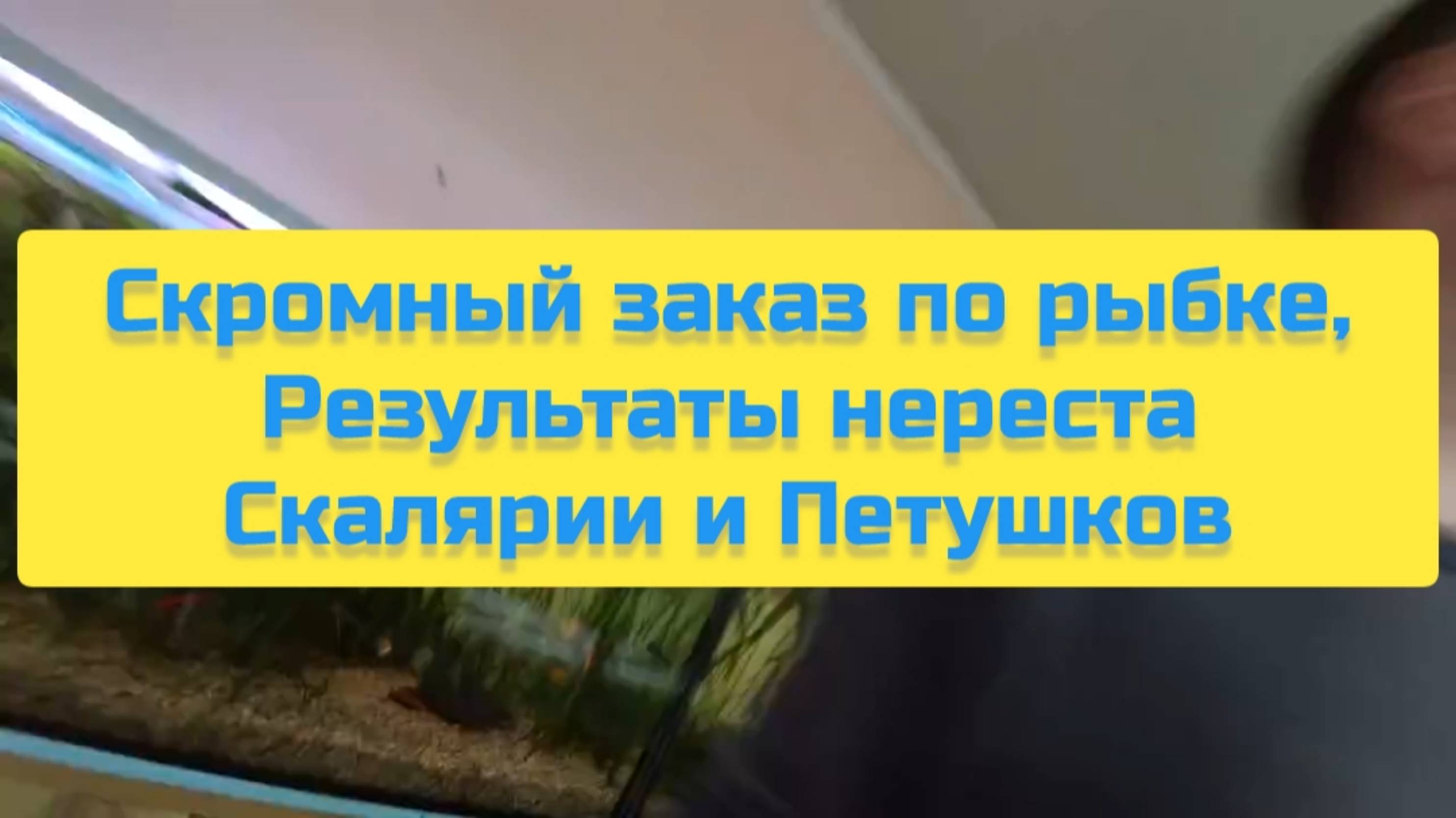 СКРОМНЫЙ ЗАКАЗ ПО РЫБКЕ, РЕЗУЛЬТАТЫ НЕРЕСТА СКАЛЯРИИ И ПЕТУШКОВ смотреть онлайн