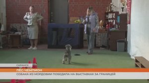 Собака из Мордовии стала чемпионом на выставках за границей