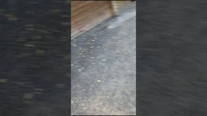 Сергей Есенин 130 лет