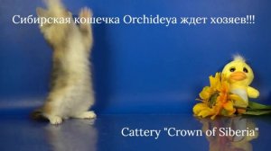 Сибирская кошечка Orchideya, 2,5 месяца, окрас черепаховый серебристый мраморный биколор