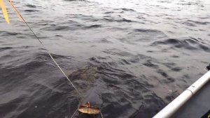 Сашкина "удача", 4 сома за рыбалку/рыбалка на сома