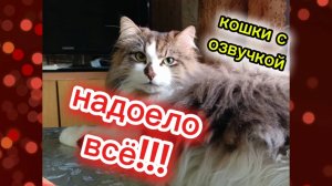 Кошки с озвучкой.