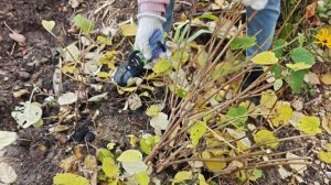 Как правильно обрЕзать древовидную гортензию Анабель для пышного цветения на будущий год?