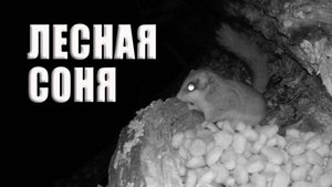 Лесная соня, таинственный житель наших лесов  ФОТОЛОВУШКА В ЛЕСУ