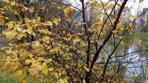 ОКТЯБРЬ, ХОЛОДНЫЙ И СЫРОЙ...