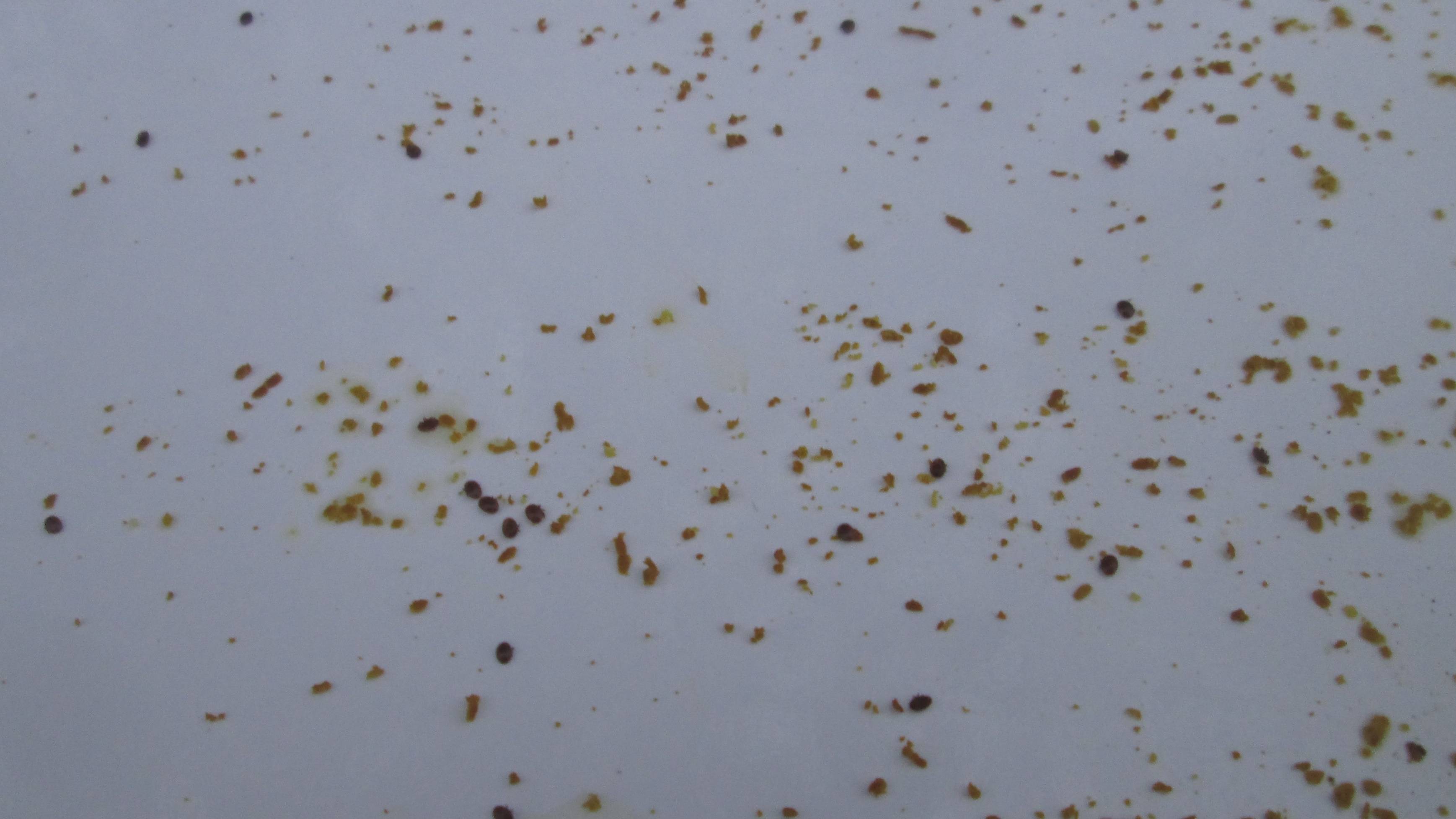 Обработка пчел в октябре смотреть онлайн