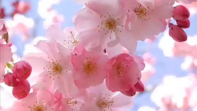 Spring. Antonio Vivaldi смотреть онлайн
