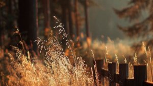 # гороскоп на 2026 год# Весы#