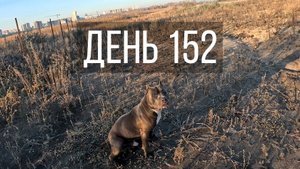 День 152