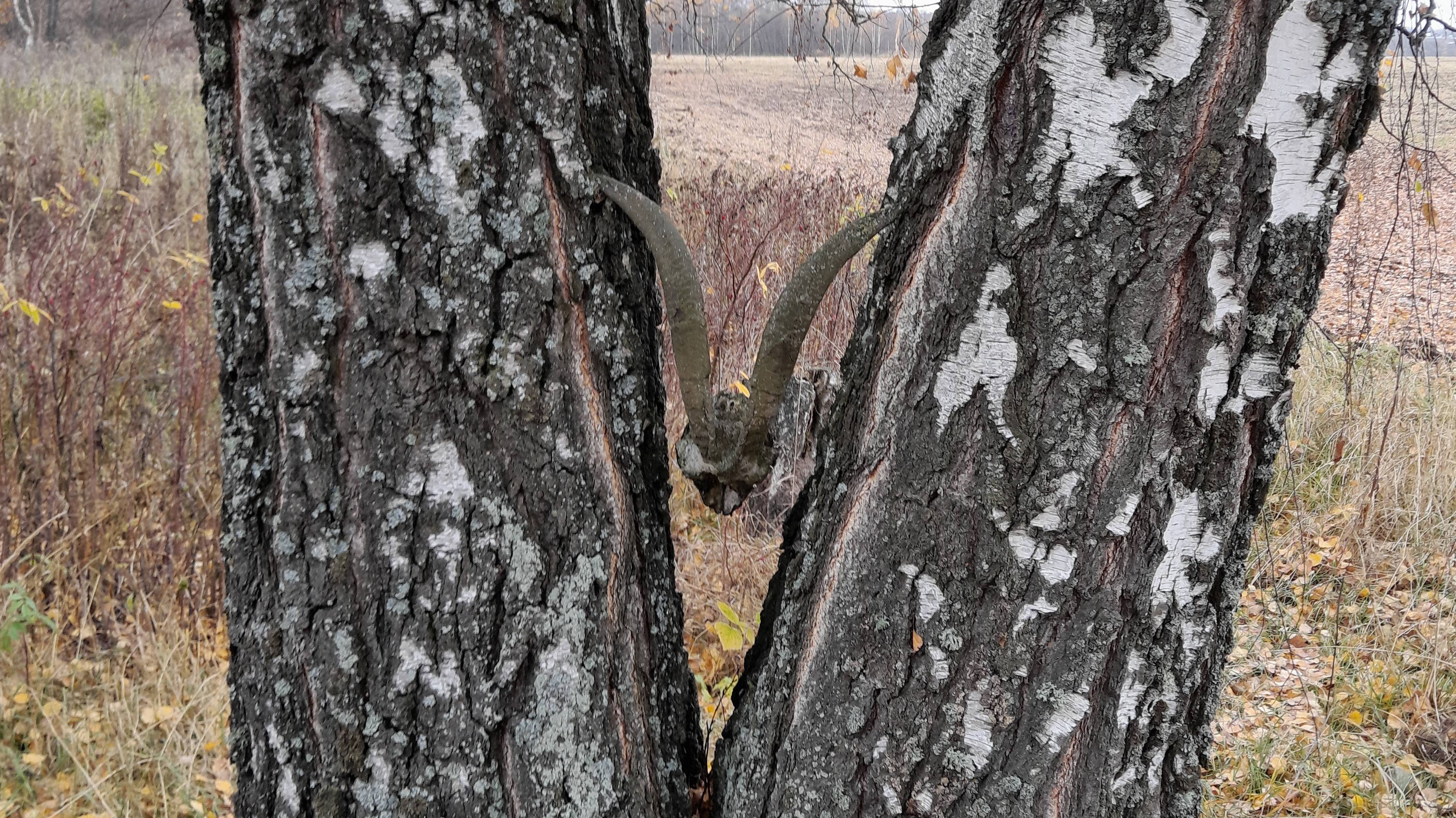 Разведка-коп в поисках купеческого дома.