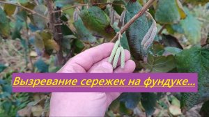 Вызревание сережек на фундуке в средней полосе (Татарстан)