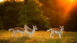 Утреннее пробуждение