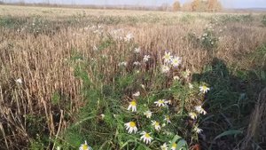 Кусочек лета в середине октября