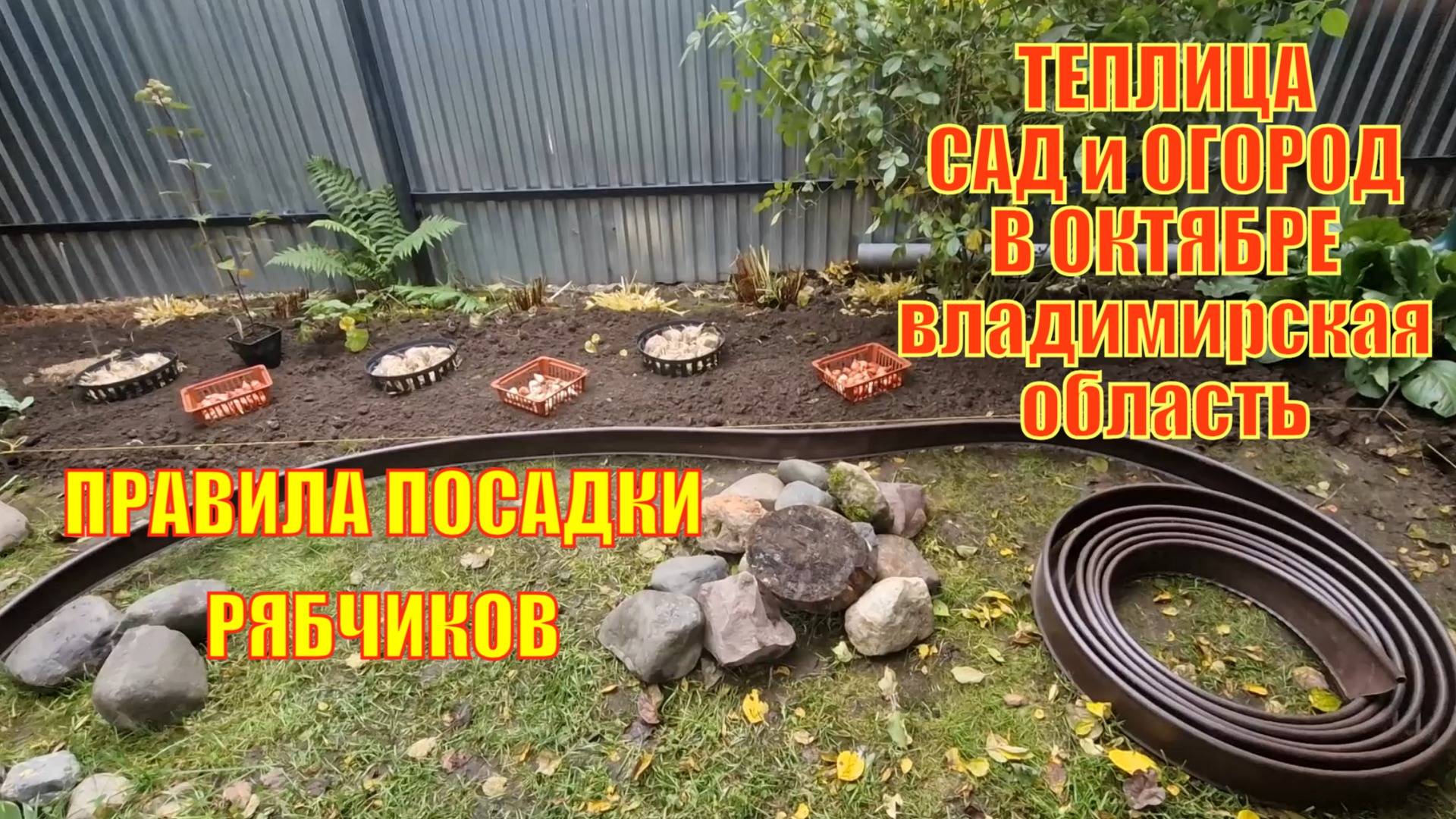 Разметили зону. Высаживаю рябчики и тюльпаны в корзинки для луковичных. Купила нарциссы.