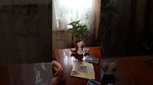 Таро.Что расстроит ваших клоунов.