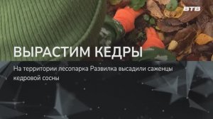ВЫРАСТИМ КЕДРЫ