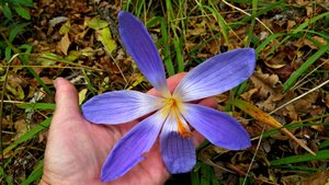 Крокусовый лес октября.