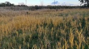 Как избавиться от камыша 🪏⏳🧨🕯️💸