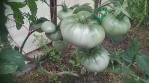 Восьмерка лидеров среди томатов в июле: один лучше другого.