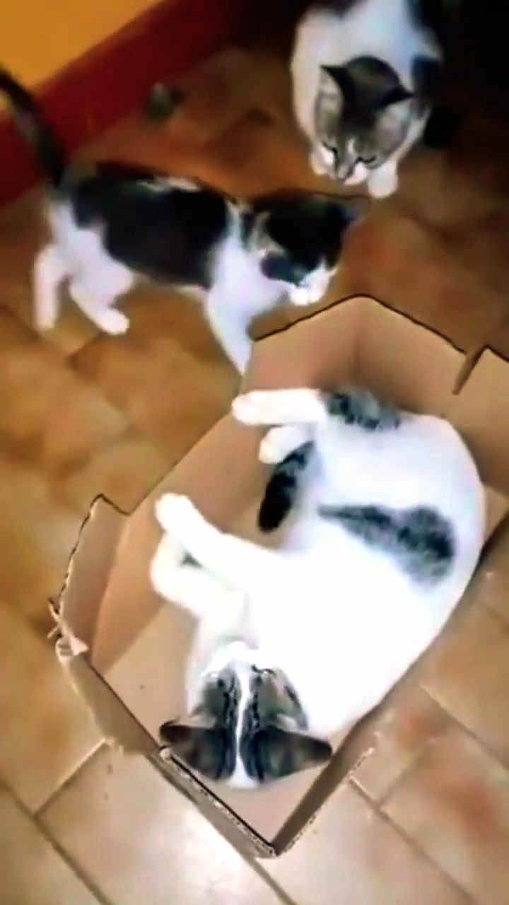 Хорошо, что мама, не Я! Юмор с животными.