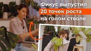 Фикус эластика: уход, пересадка, питание