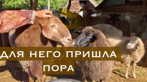 Адыгея/ Жизнь на хуторе/ Растишки в подарок/ Заправляться будем так/ Орешка с нами больше нет/