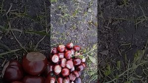 это желание в лесу