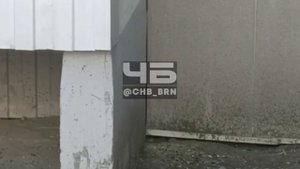 Крысы в доме на улице Сиреневой в Барнауле