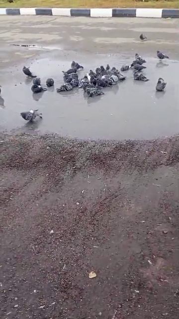 Водные процедуры голубей.