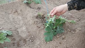 Формирование и подвязывание арбузов в теплице, при вертикальном выращивании.