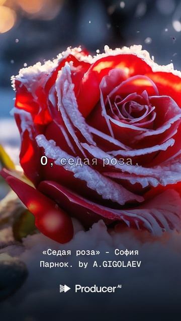 «Седая роза» -  София Парнок.