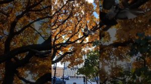 Исаакиевский собор в разных ракурсах