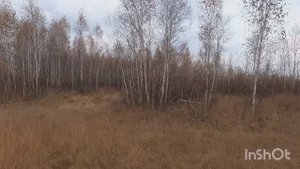 Проверяю верны ли наблюдения. Гон лосей.