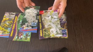 КЛЕМАТИСЫ ЧЕРЕЗ РАССАДУ