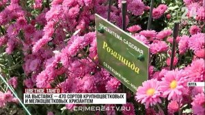 Бал хризантем открылся в Никитском ботаническом саду