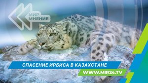 Как спасают снежных барсов в Казахстане?
