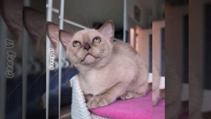 Шоколадный бурманский котёнок Georg VI Freya Way. Помёт «G8»