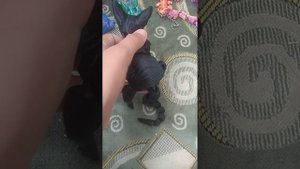 РЕБЯТА ВСЕМ СЮДА СРОЧНО!!!!У МЕНЯ НОВЫЙ КОТ СФИНКС🤩🤩🤩🤩