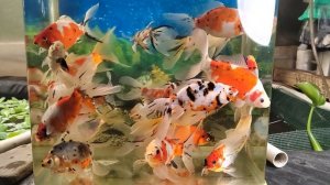 Шубункины в ассортименте. Продажа. 89272272795