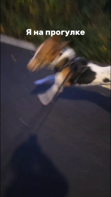 Пряник не унывает 23-10-2025