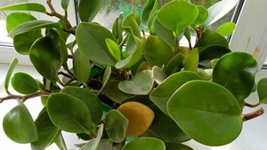 Пиперомия туполистная не только простое в уходе растение, но и полезное