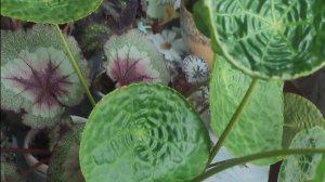 КАЛЕЙДОСКОП ЛИСТЬЕВ.ОБЗОР БЕГОНИИ,часть1.