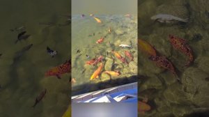 Маленький искусственный водопад и карпы в пруду