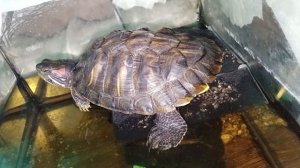 Красноухая черепаха 🐢 греется 23-10-2025