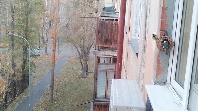 Завтрак у синичек