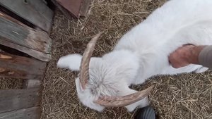 Чистка подновеса.