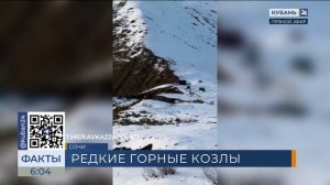 Большое стадо редких горных козлов попало на видео в горах Сочи
