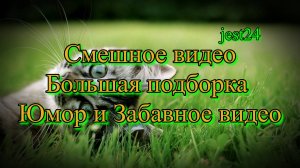 Смешное видео / Большая подборка / Юмор / Забавное видео