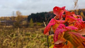 Пасмурный день