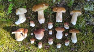 Знакомство с Карелией. Марс атакует. Часть 4